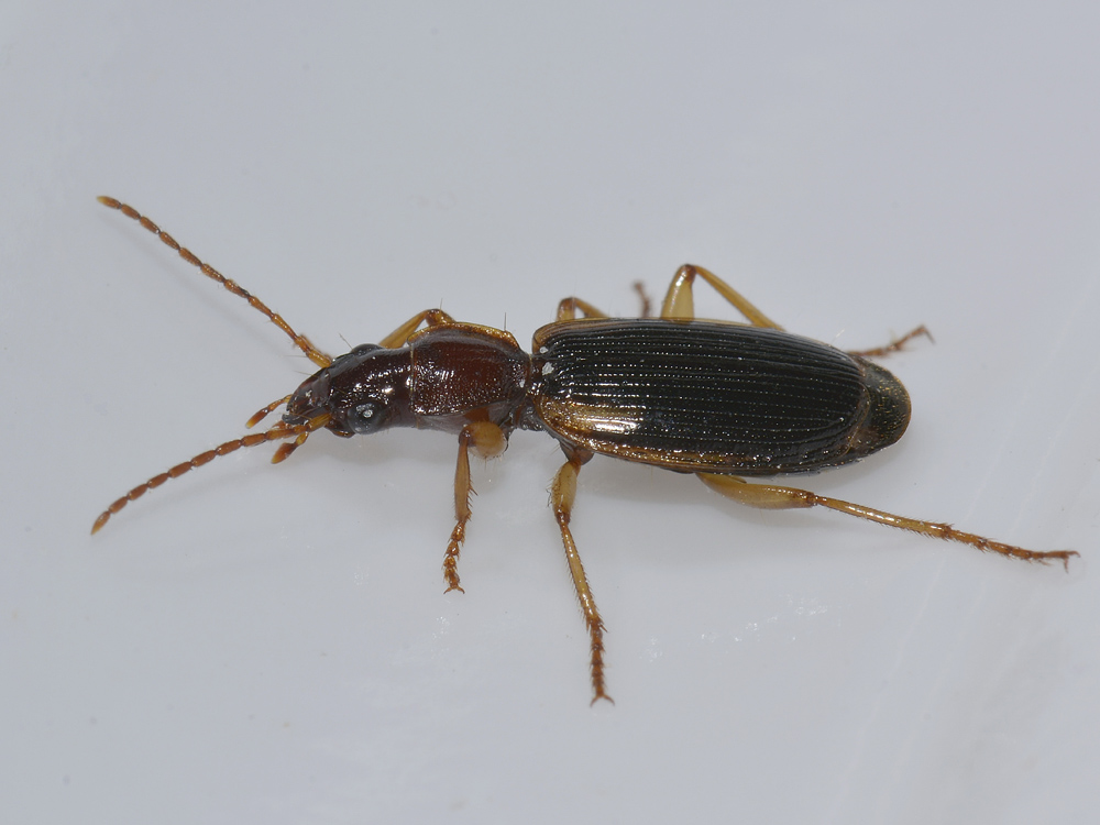 Cymindis axillaris